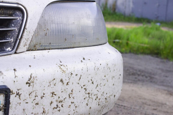 So werden Sie Mücken am Auto schnell los