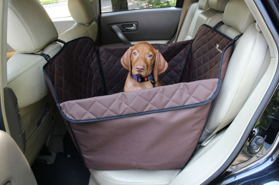So transportieren Sie einen Hund richtig im Auto: Tipps und Empfehlungen