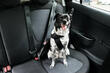 Wie entferne ich Tierfelle von Autositzen? Foto 1